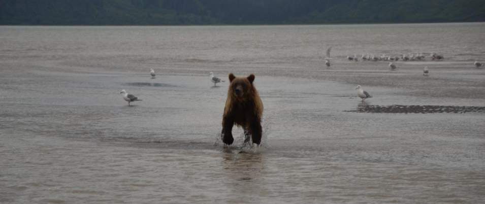 oso grizzly en Katmai, Alaska