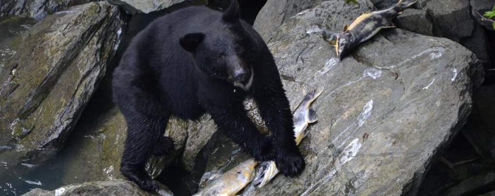 oso negre cerca de Valdez. pescant salmón