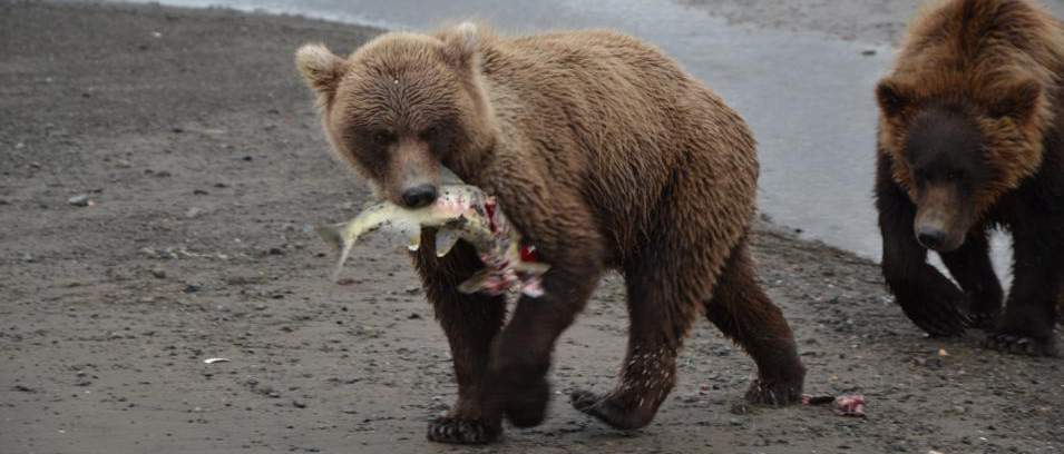 Viajar a Alaska, observación de osos