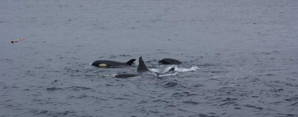 orcas jugando cerca de Telegraph Cove, estrecho de Johnston, isla de Vancouver