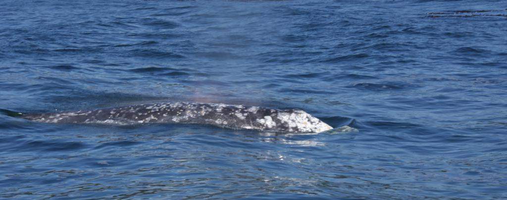 Balena grisa cerca de Tofino, isla de Vancouver