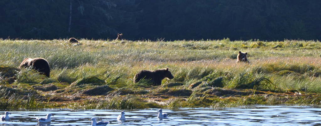 osos grizzly en el Knight Inlet, Columbia Britanica