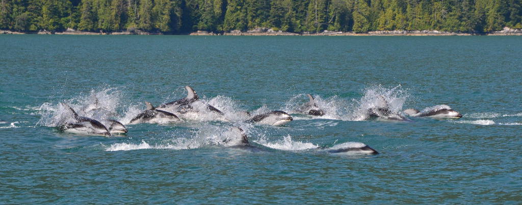 estampida de delfines, Columbia Britanica